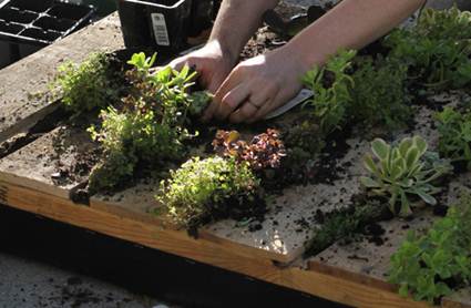 Cómo hacer un jardin vertical casero