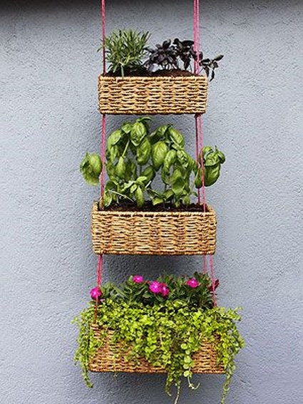 plantas idea maceta