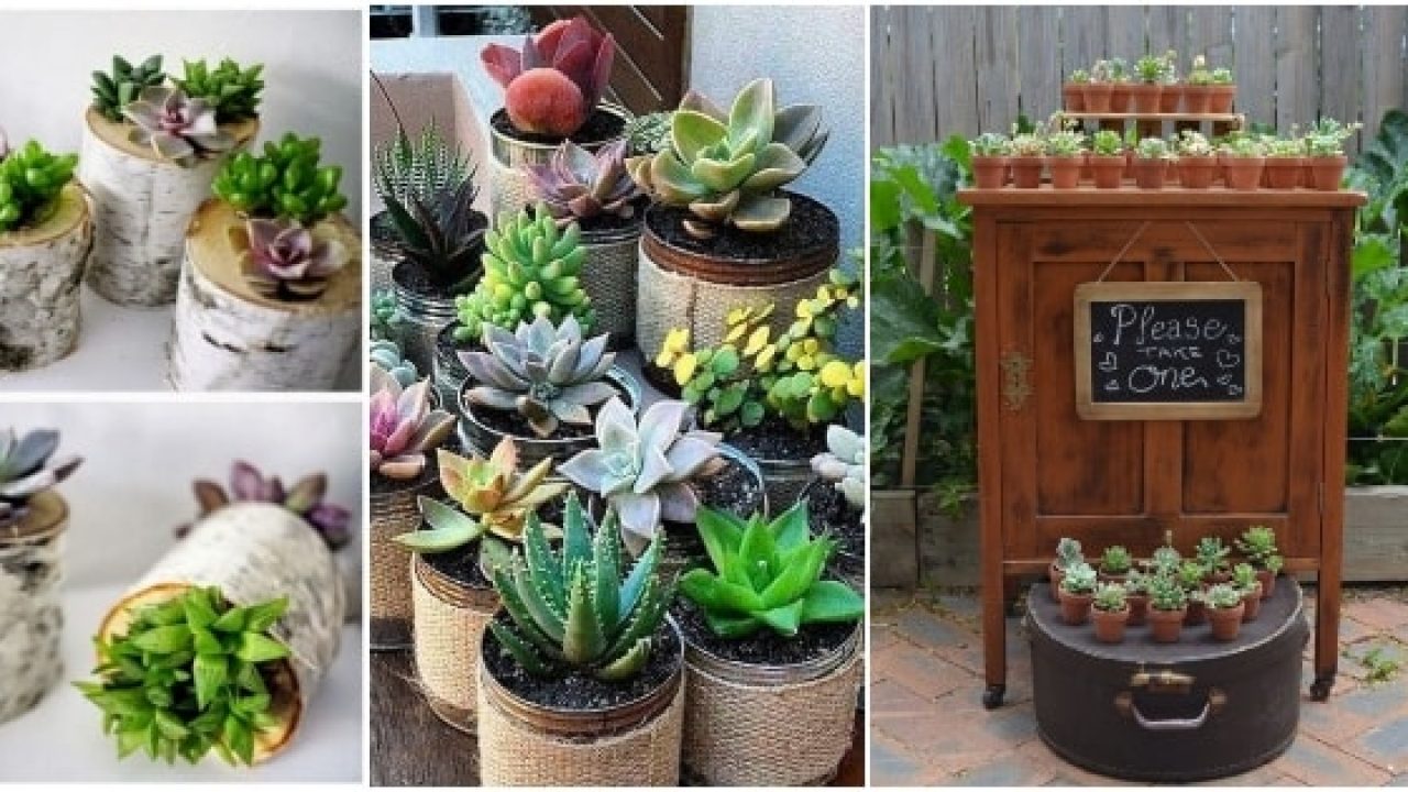 Ideas De Souvenirs Con Cactus Y Suculentas Manualidadesmanualidades